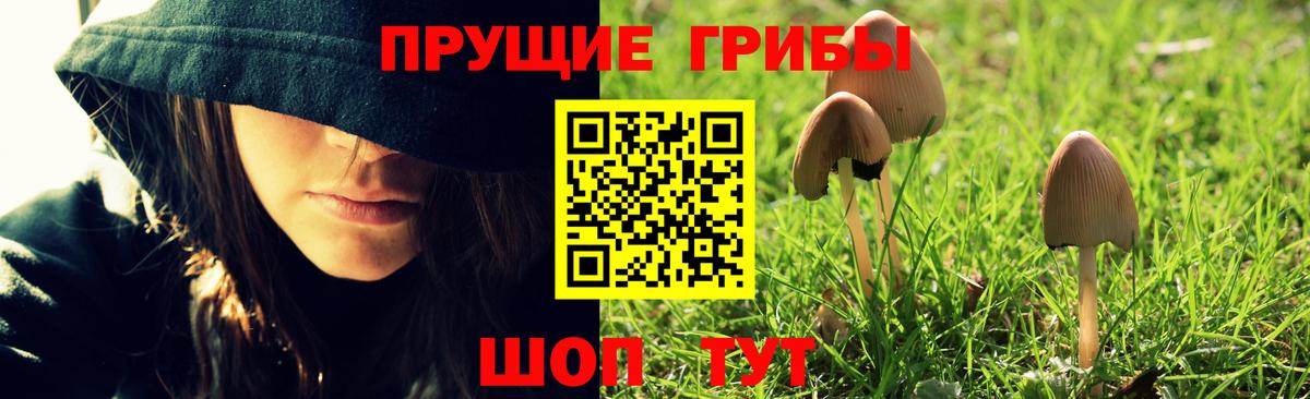 где купить   Псилоцибиновые грибы мицелий  Вход с VPN  Каспийск  Галлюциногенные грибы Psilocybe 